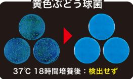 黄色ぶどう球菌検査結果